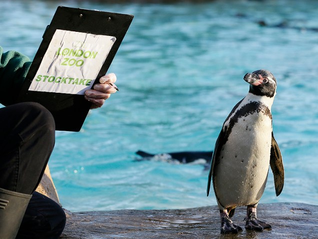 Funcionário no recinto dos pinguins durante realização do inventário anual do Zoológico de Londres