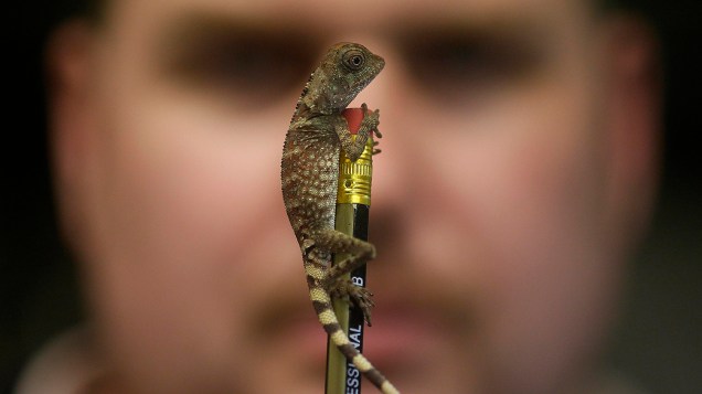 Tratador observa lagarto sentado na ponta de um lápis durante realização do inventário anual do Zoológico de Chester, norte da Inglaterra