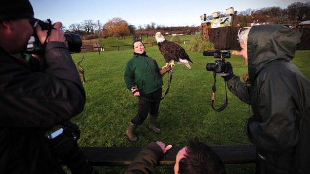 Tratadora posa com uma águia careca durante realização do inventário anual do zoológico Whipsnade em Dunstable, norte de Londres