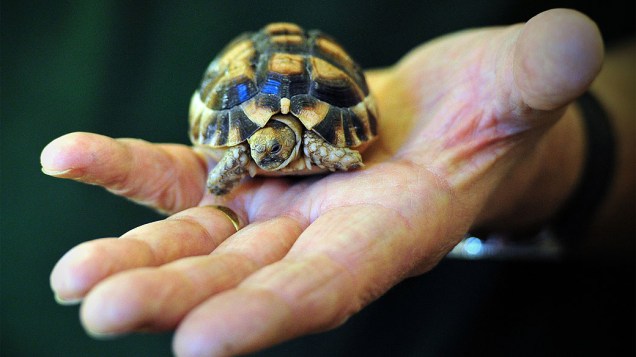 Tratadora segura uma tartaruga egípcia durante realização do inventário anual do zoológico Whipsnade em Dunstable, norte de Londres