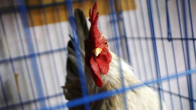 Galo em gaiola de mercado de Denpasar, Indonésia. Quatro pessoas morreram vítimas de gripe aviária no país, neste ano