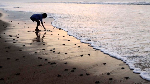 Na Índia, garoto na praia de Ganjam observa tartarugas recém-nascidas