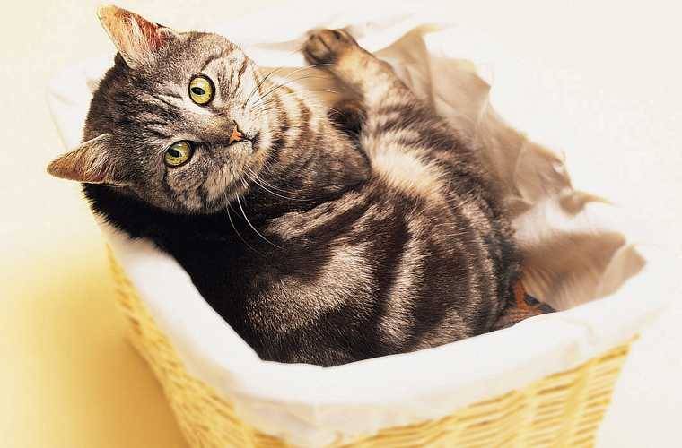 ‘Catcore’ existe? Conheça a ‘tendência’ que propõe transformar pelos de gatos em elemento fashion