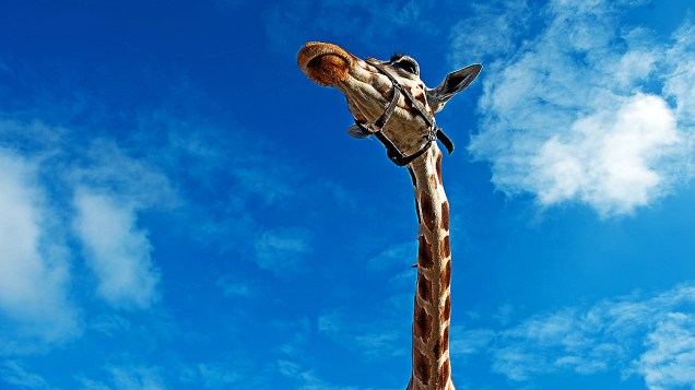 Girafa é fotografada no Berolina Circus em Berlim, na Alemanha