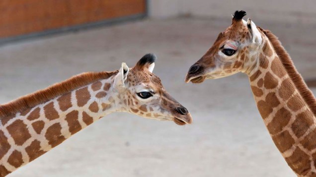 Filhotes de girafa em zoológico na região de Taunus, Alemanha