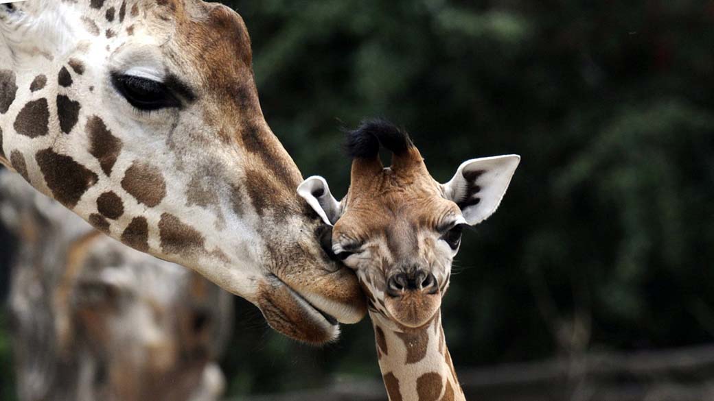 Girafas no zoológico de Hanover, Alemanha
