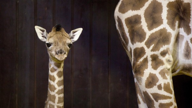 Filhote de girafa com três dias de idade com sua mãe em zoológico, na Espanha