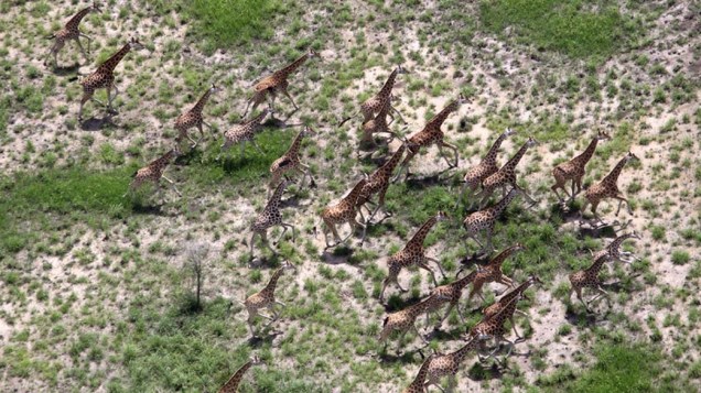 Em fotografia divulgada hoje pela agência EFE, uma manada de girafas atravessam o Parque Nacional Bandiglio, no Sudão Em fotografia divulgada hoje pela agência EFE, uma manada de girafas atravessam o Parque Nacional Bandiglio, no Sudão