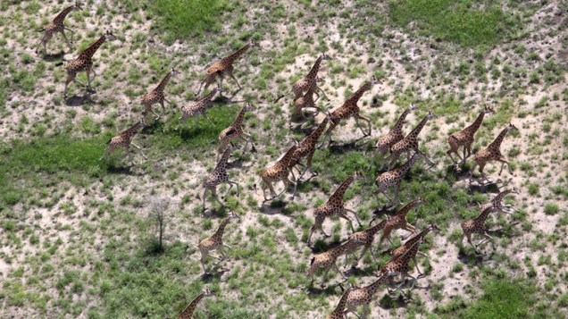 Em fotografia divulgada hoje pela agência EFE, uma manada de girafas atravessam o Parque Nacional Bandiglio, no Sudão