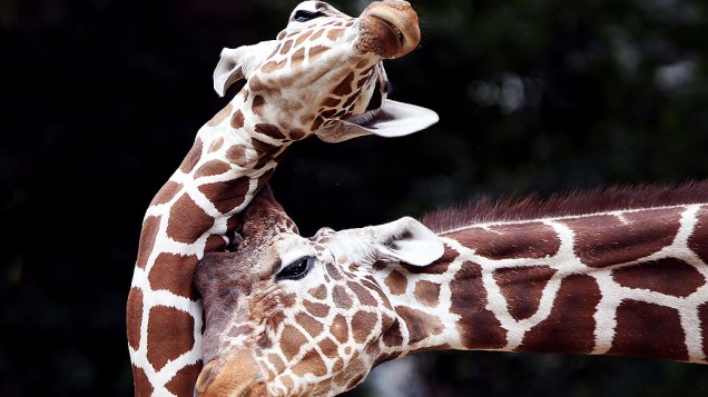 Girafas brincam em zoológico de Colônia, no oeste da Alemanha