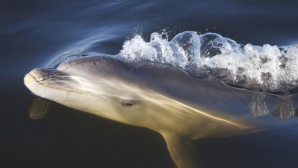 Em imagem divulgada hoje, golfinho em Port Phillip Bay, em Victoria, Austrália
