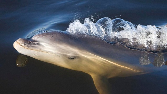 Em imagem divulgada hoje, golfinho em Port Phillip Bay, em Victoria, Austrália<br>  