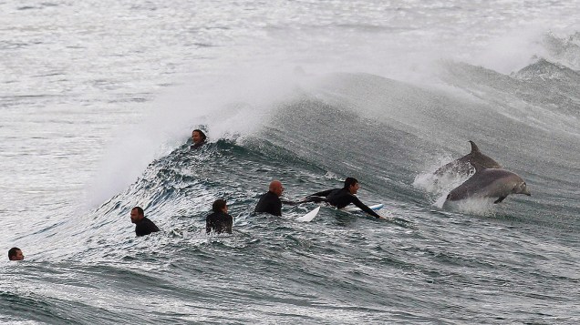 Surfistas esperam pela passagem de golfinhos entre as ondas na praia de Bondi, em Sidney, Austrália