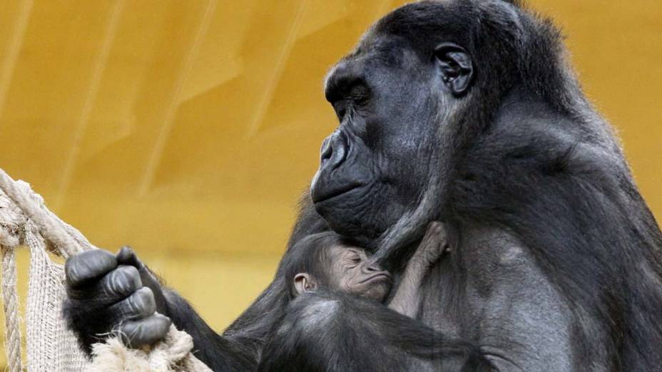 Filhote de gorila é visto no zoológico de Cantabria, na Espanha