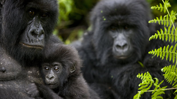 Gorilas no parque nacional de Virunga, na República Democrática do Congo