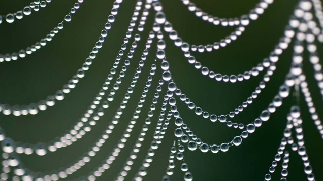 Gotas de orvalho em teia de aranha na cidade de Storkow, na Alemanha