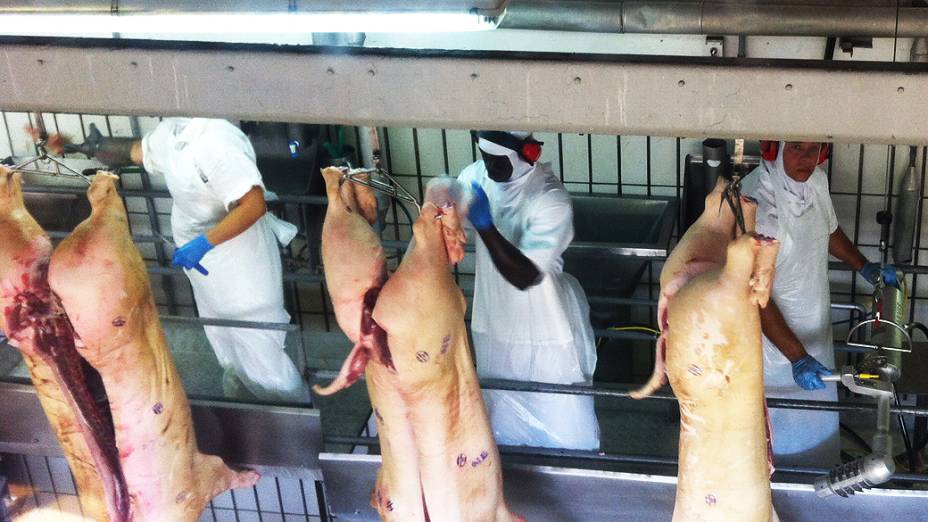 Haitiano trabalha na linha de abate de suínos no frigorífico Aurora