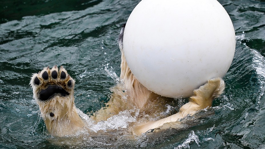 Urso polar Sprinter brinca com uma bola no zoológico de Hanover, Alemanha