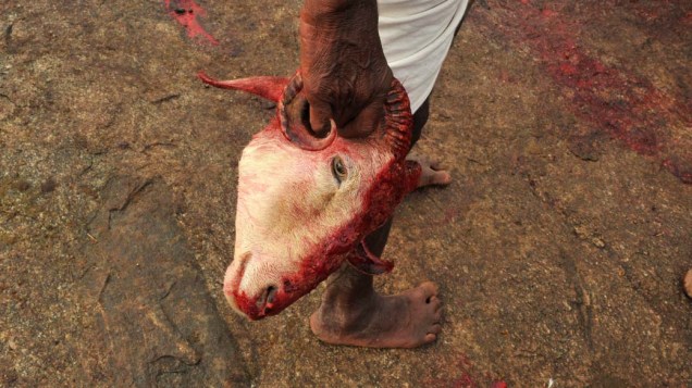 Hindu segura cabeça de cabra que será entregue como sacrifício durante o festival de “Peddagattu Jathara”, na cidade de Nalgonda, Índia