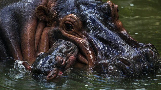 Filhote de hipopótamo com 5 dias de nascido é visto ao lado da mãe, Kibu, de 21 anos, no zoológico nacional de Kuala Lumpur, na Malásia