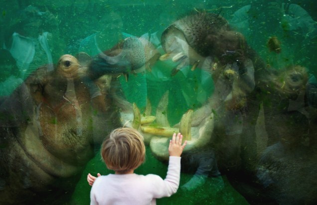 Hipopótamos brincam na piscina de um zoológico na Alemanha