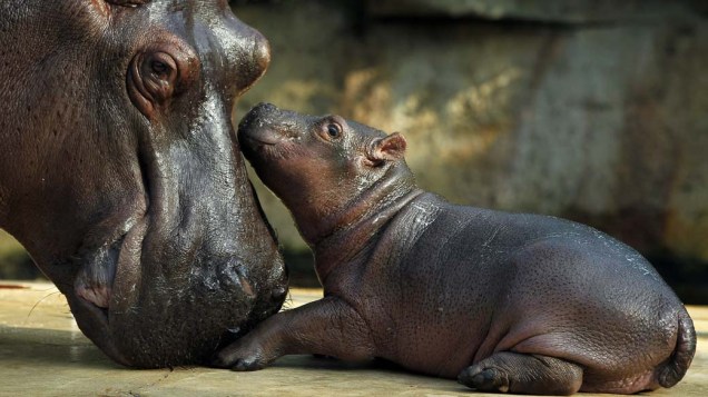 Família de hipopótamos no zoológico de Berlim, na Alemanha