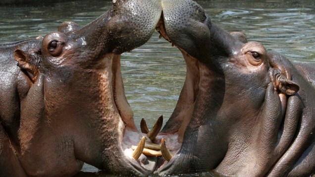 Hipópotamos brincam no zoológico de Nova Délhi, na Índia