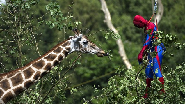 Jovem vestido como Homem Aranha, promove filme do super-herói em zoológico, na Alemanha