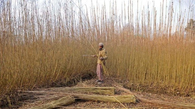 Homem corta árvores de vime na fronteira de Srinagar, Índia