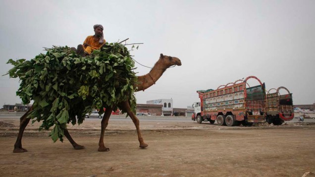 Homem transporta folhagens em camelo na cidade de Lahore, Paquistão