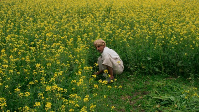 Homem trabalha em plantação de mostarda em Faisalabad, Paquistão