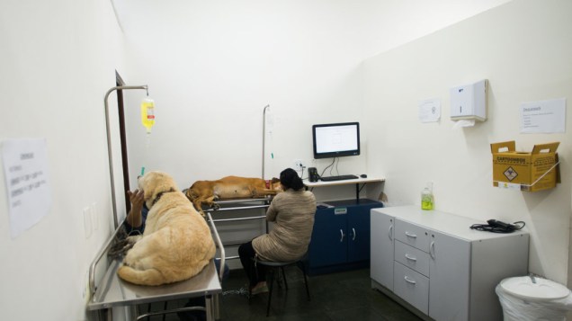 Cães recebem medicamento em sala de recuperação
