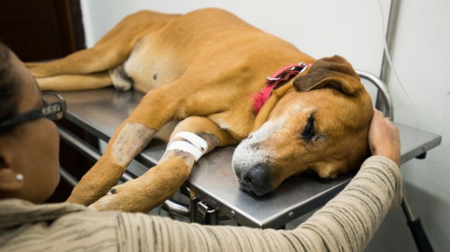 Cão é acariciado pela dona enquanto aguarda atendimento numa das salas do hospital veterinário