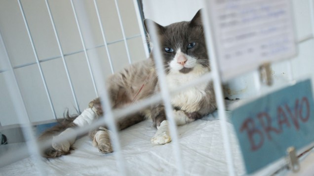 Vítima de atropelamento, gato espera atendimento na sala de internação