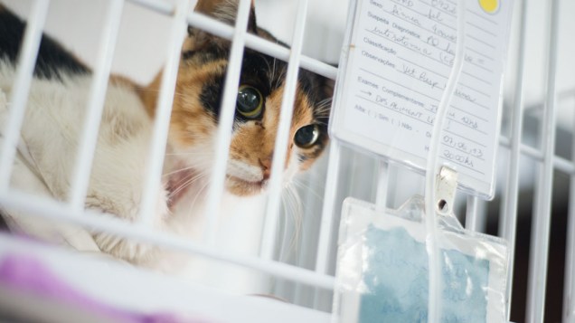 Gato se recupera dentro de gaiola em sala de internação