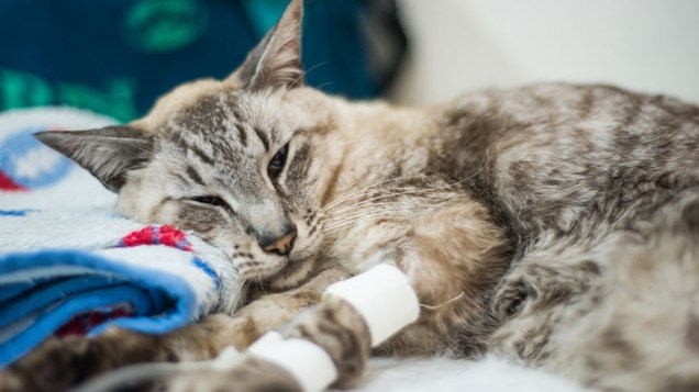 Gato recebe medicamento em consultório do hospital da Zona Leste