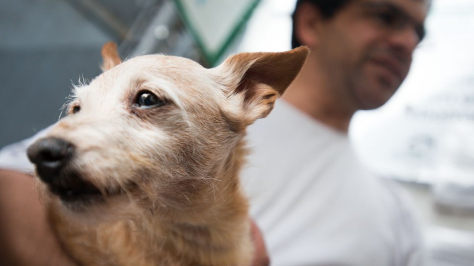 Madrugada de filas no hospital veterinário público de São Paulo