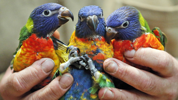 Papagaios arco-íris com dois meses de idade são vistos no zoológico de Duisburg, na Alemanha