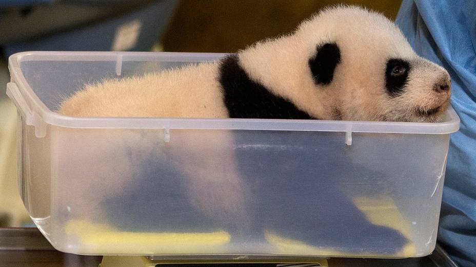 Filhote de panda gigante de apenas dois meses é fotografado durante a pesagem no zoológico de Madri, na Espanha