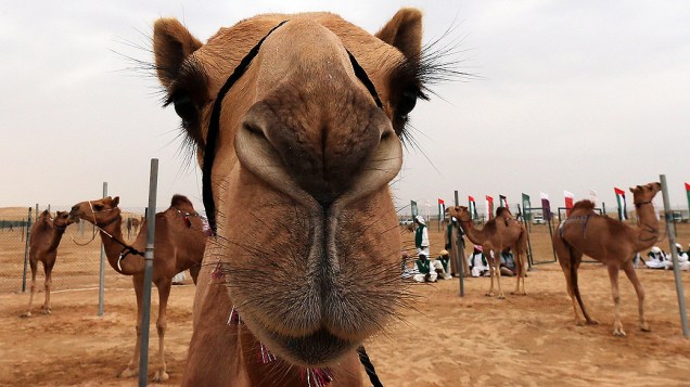 Camelos se preparam para corrida em tradicional festival nos Emirados Árabes