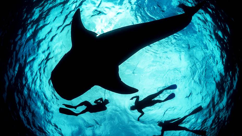 O biólogo marinho neozelandês Simon Pierce fotografou a aproximação de um tubarão-baleia a um grupo de mergulhadores na Isla Mujeres, perto de Cancún, no México