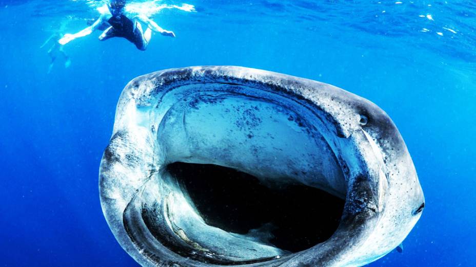 O biólogo marinho neozelandês Simon Pierce fotografou a aproximação de um tubarão-baleia a um grupo de mergulhadores na Isla Mujeres, perto de Cancún, no México