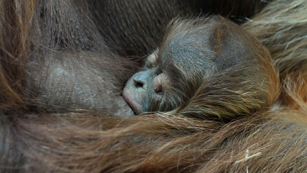 Filhote de orangotango no zoológico Hellabrunn em Munique, sul da Alemanha