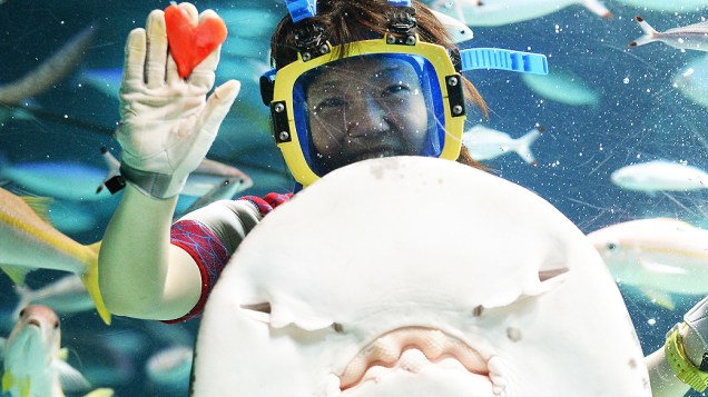 Mergulhador alimenta uma arraia com carne de lula tingida de vermelho, em formato de coração, no aquário Sunshrine em Tóquio, em antecipação ao dia de São Valentim, ou dia dos Namorados