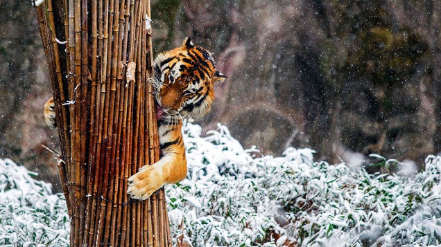 Tigre agarra bambu em zoológico em Hangzhou, na província chinesa de Zhejian