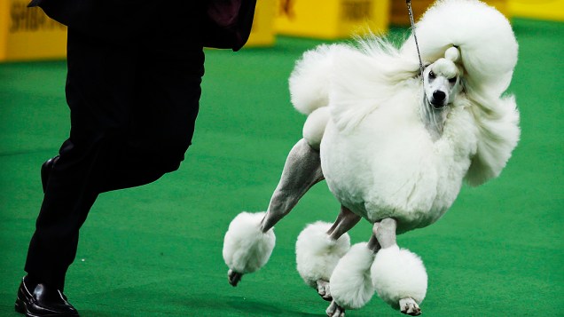 Um cão da raça Poodle durante as competições do Westminster Dog Show, em Nova York