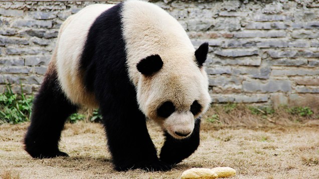 O panda gigante Xinghui é fotografado em seu ambiente no Centro de Criação Dujiangyan, na China, nesta quarta-feira (19)