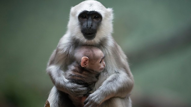 Filhote de langur cinzento, espécie de macaco mais encontrada no sul da Ásia, é visto em zoológico de Berlim