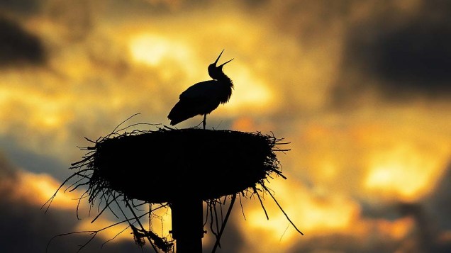Pássaro é fotografado em ninho, na Alemanha