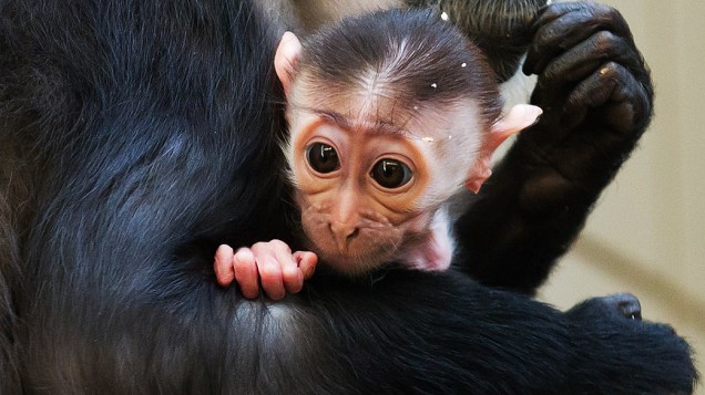 Macaca mangabey segura seu filhote enquanto se alimenta em zoológico de Berlim, nesta terça-feira (25)